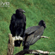 Illustration for article titled Vednesday Vulture - Gymnogyps californianus Edition